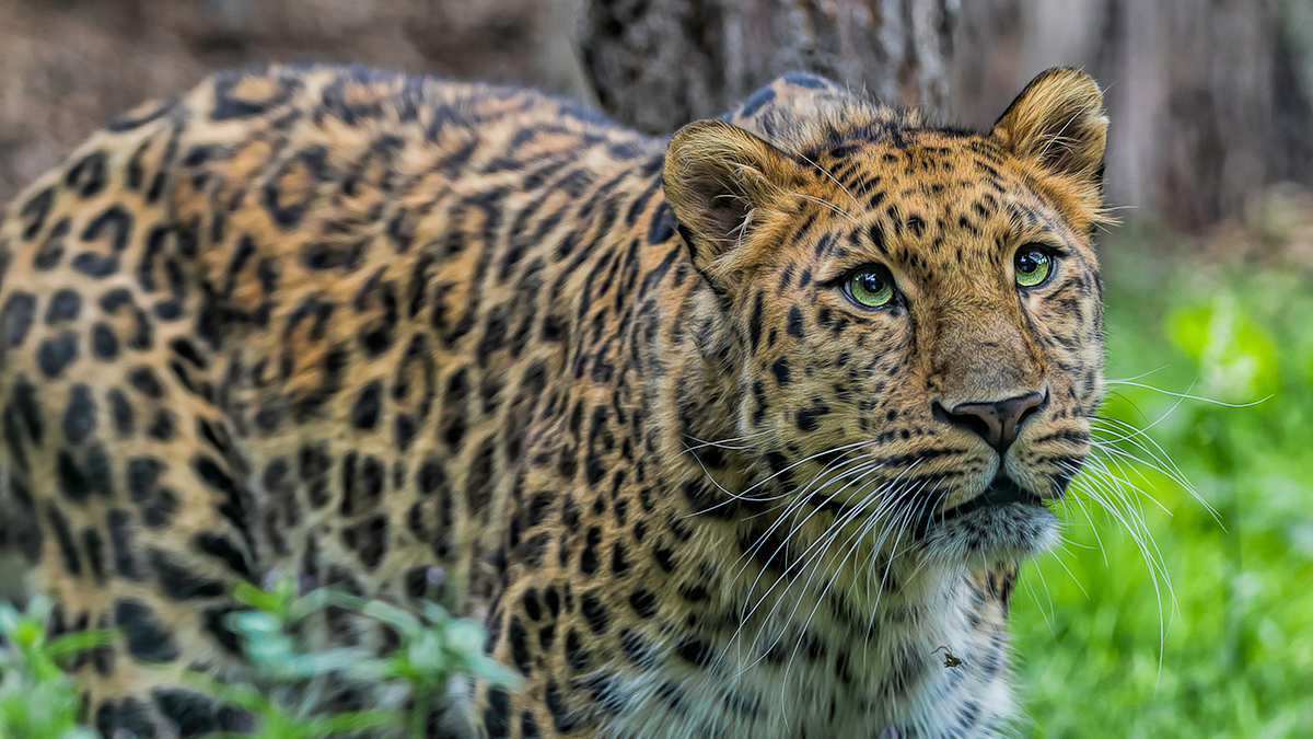 Россияне выберут 100 самых уязвимых краснокнижных видов